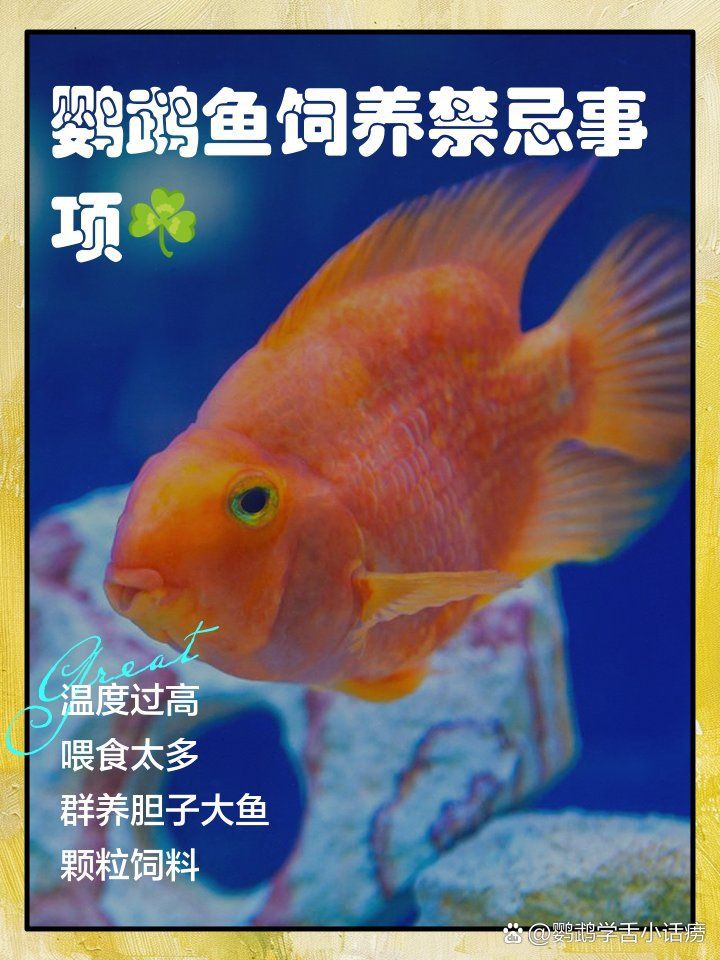 冷水鸚鵡魚最忌三個東西，養(yǎng)鸚鵡魚的禁忌 冷水鸚鵡魚最忌三個東西，養(yǎng)鸚鵡魚的禁忌 龍魚百科 第6張