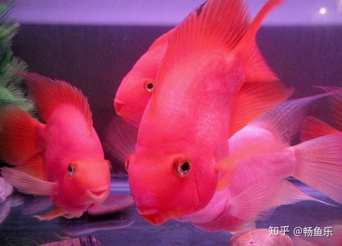 冷水鸚鵡魚最忌三個東西，養(yǎng)鸚鵡魚的禁忌 冷水鸚鵡魚最忌三個東西，養(yǎng)鸚鵡魚的禁忌 龍魚百科 第5張