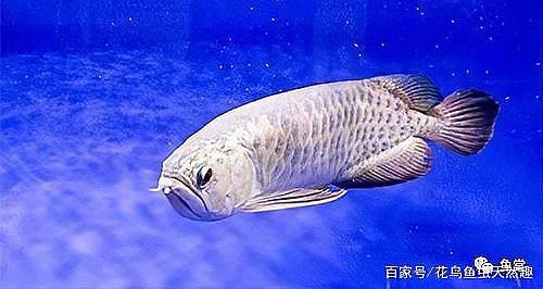 養兩條龍魚不吉利嗎，《養兩條龍魚不吉利嗎》 養兩條龍魚不吉利嗎，《養兩條龍魚不吉利嗎》 龍魚論壇 第12張