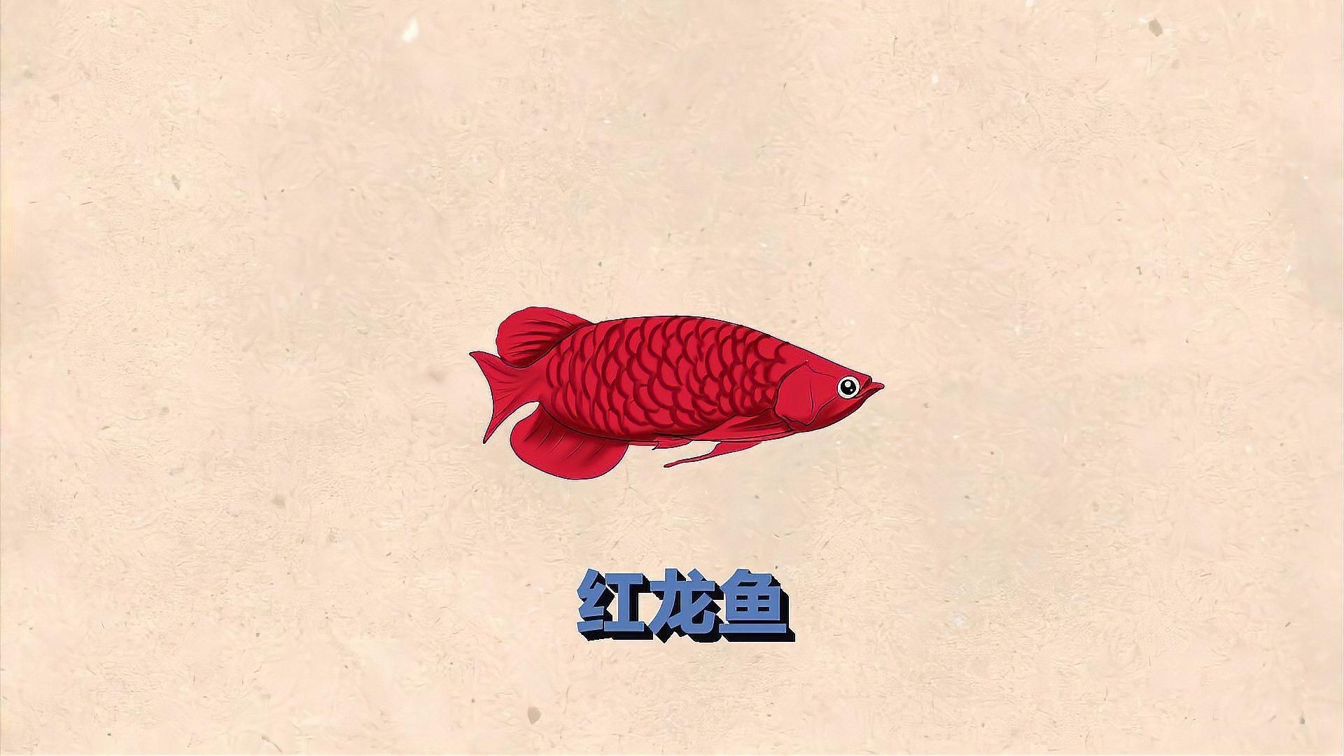 紅龍魚為啥貴，揭秘紅龍魚價格昂貴背后的故事