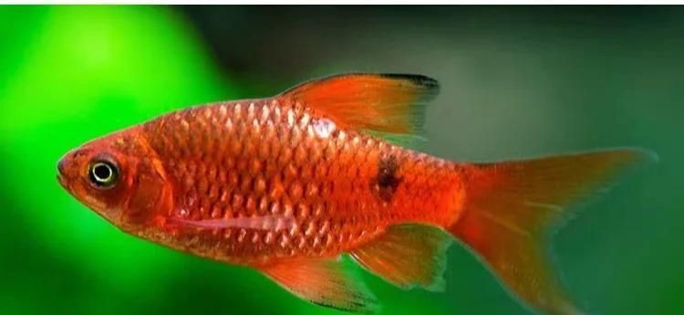 玫瑰鯽和金元寶的區別，玫瑰鯽和金元寶魚的區別僅在于命名背景和使用場景