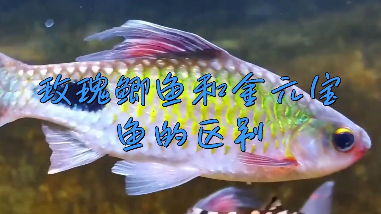 玫瑰鯽和金元寶的區(qū)別，玫瑰鯽和金元寶魚的區(qū)別僅在于命名背景和使用場(chǎng)景