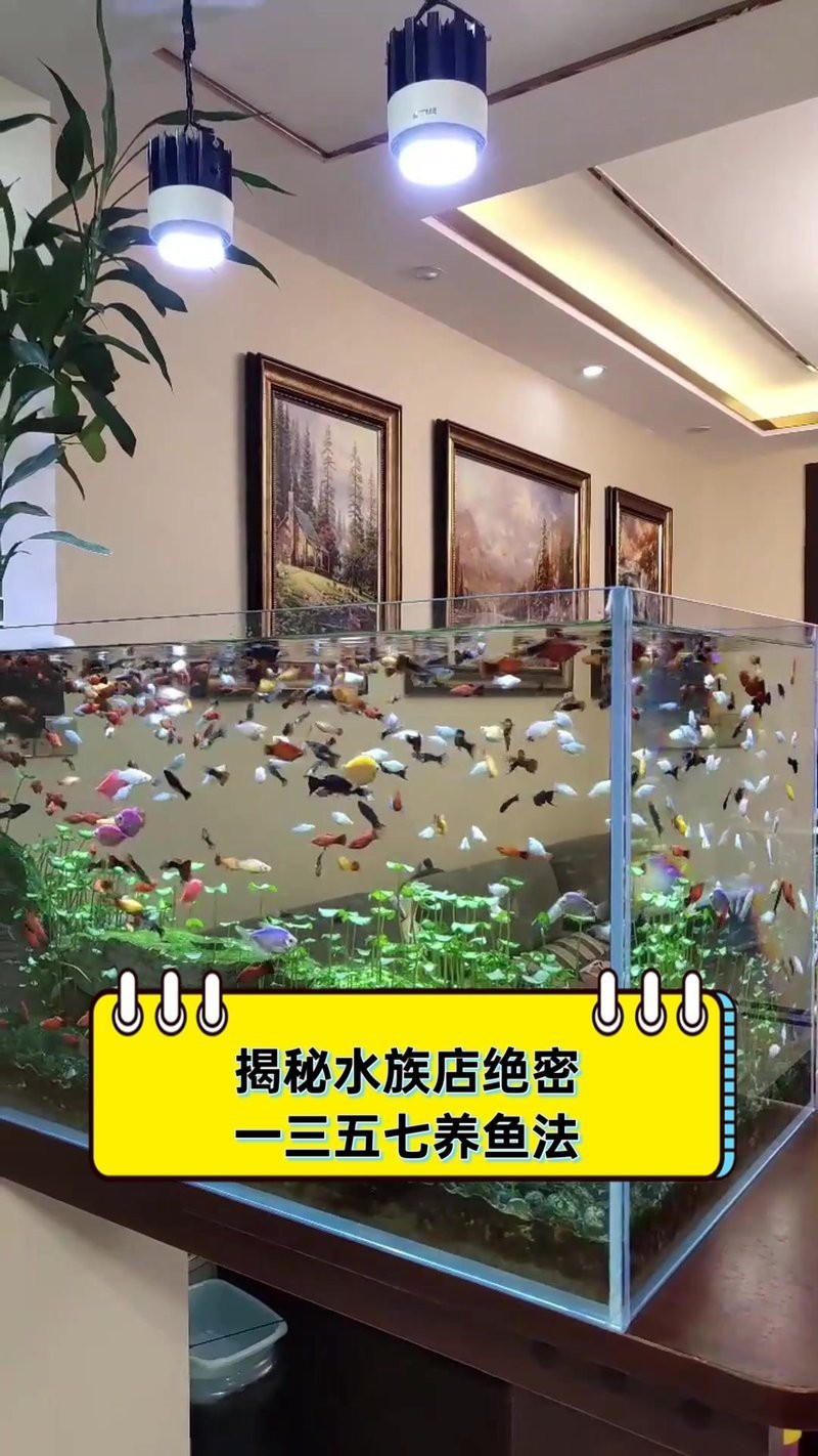 上猶水族店，上猶縣人生水族店 上猶水族店，上猶縣人生水族店 全國水族館企業名錄 第8張