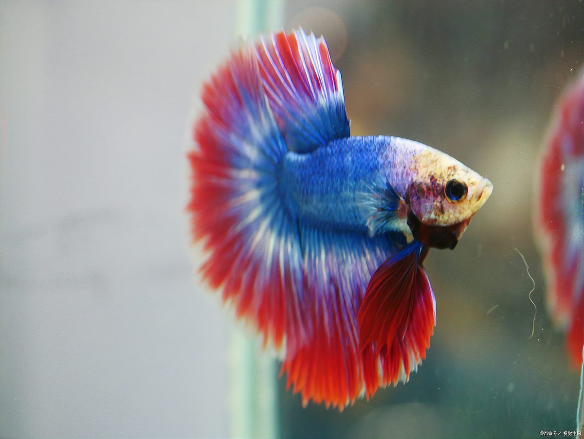 七彩神仙魚正確養法，七彩神仙魚的飼養技術