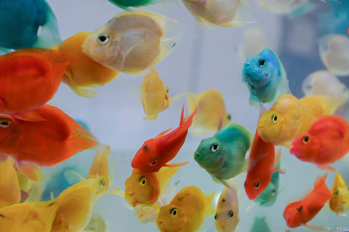七彩神仙魚正確養法，七彩神仙魚的飼養技術