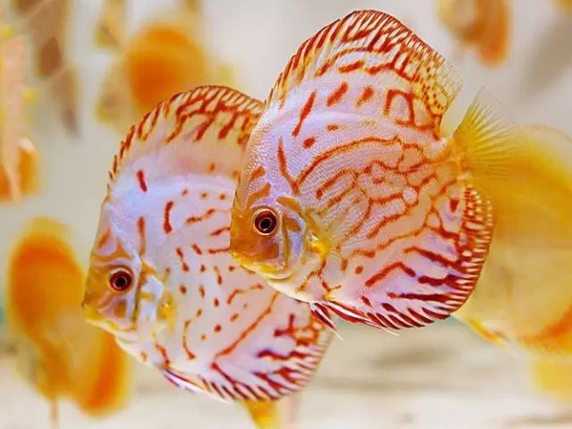 七彩神仙魚正確養法，七彩神仙魚的飼養技術
