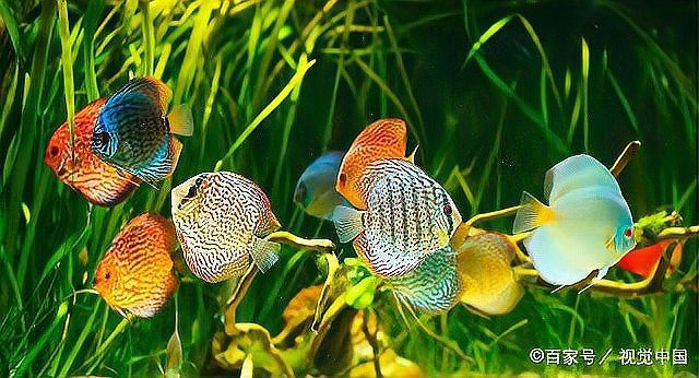 七彩神仙魚正確養法，七彩神仙魚的飼養技術