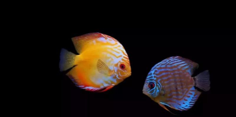 七彩神仙魚正確養法，七彩神仙魚的飼養技術