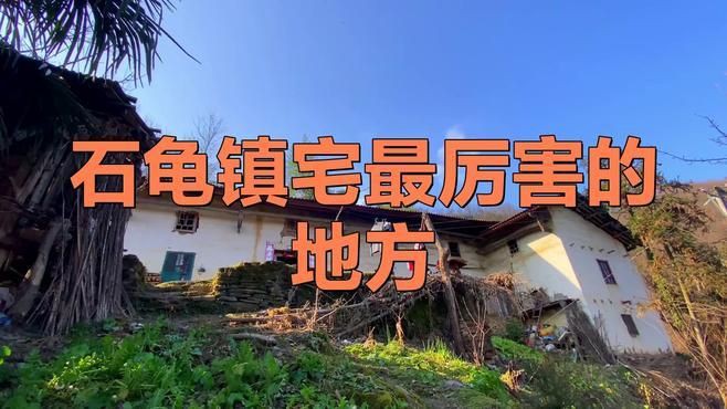 石龜擺放的最佳位置在哪里？，石龜擺放位置大有講究 石龜擺放的最佳位置在哪里？，石龜擺放位置大有講究 龍魚百科 第2張