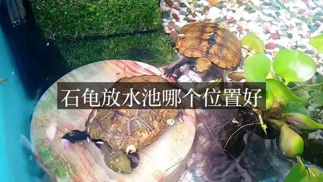 石龜擺放的最佳位置在哪里？，石龜擺放位置大有講究 石龜擺放的最佳位置在哪里？，石龜擺放位置大有講究 龍魚百科 第3張