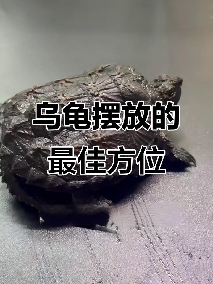 石龜擺放的最佳位置在哪里？，石龜擺放位置大有講究 石龜擺放的最佳位置在哪里？，石龜擺放位置大有講究 龍魚百科 第5張