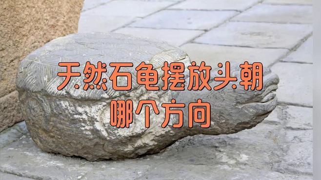 石龜擺放的最佳位置在哪里？，石龜擺放位置大有講究 石龜擺放的最佳位置在哪里？，石龜擺放位置大有講究 龍魚百科 第1張