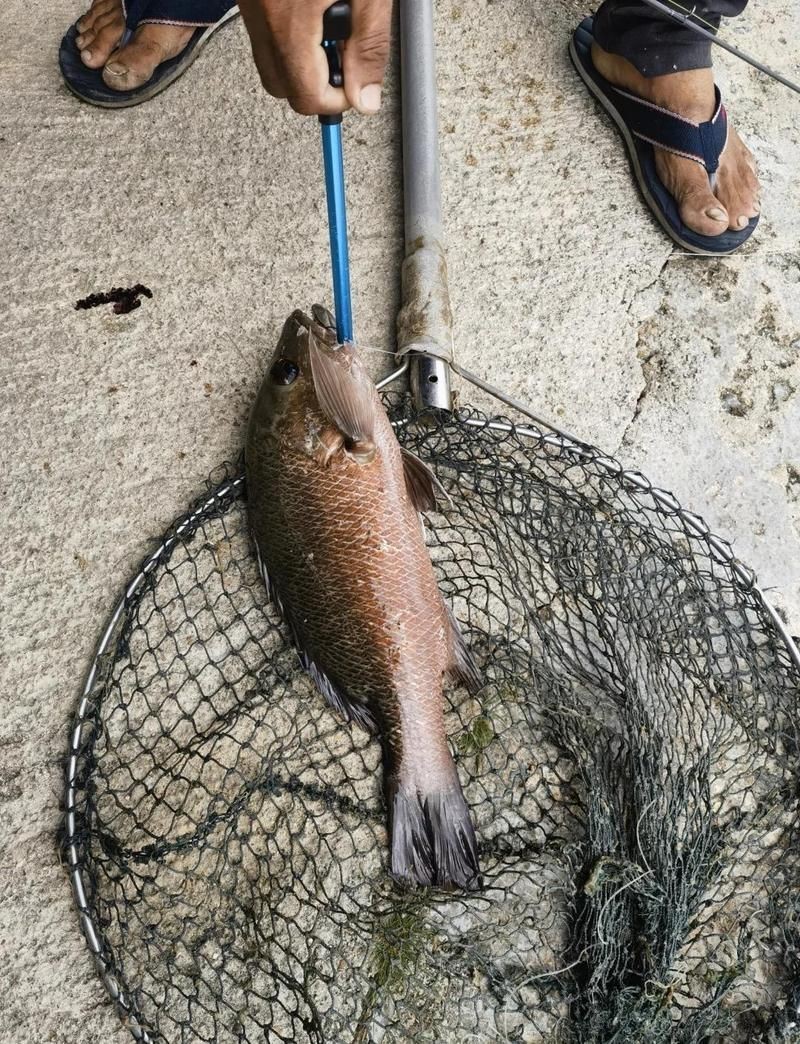 馬來西亞魚品種有哪些，浙產馬來西亞魚皇