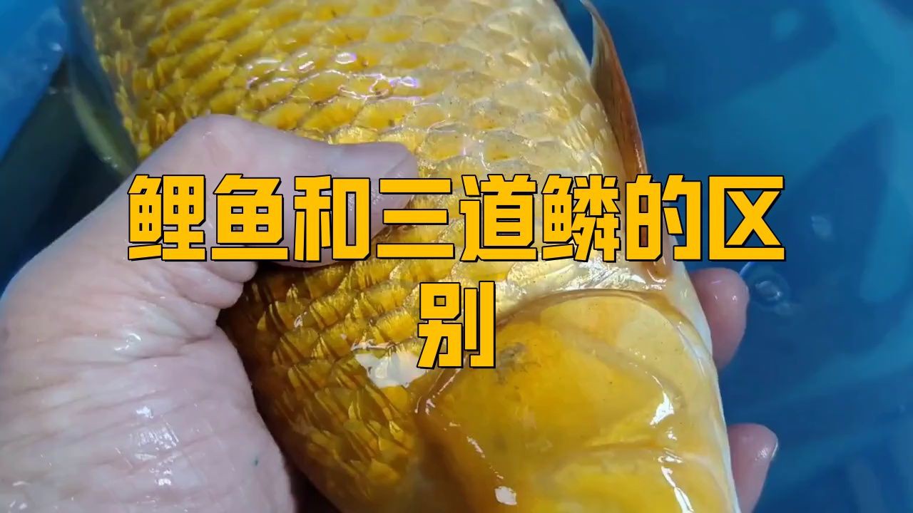 鯉魚和三道鱗是一個品種嗎，鯉魚和三道鱗是同一個品種嗎？ 鯉魚和三道鱗是一個品種嗎，鯉魚和三道鱗是同一個品種嗎？ 龍魚百科 第5張