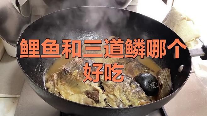 鯉魚和三道鱗是一個品種嗎，鯉魚和三道鱗是同一個品種嗎？ 鯉魚和三道鱗是一個品種嗎，鯉魚和三道鱗是同一個品種嗎？ 龍魚百科 第8張