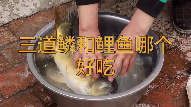 鯉魚和三道鱗是一個品種嗎，鯉魚和三道鱗是同一個品種嗎？ 鯉魚和三道鱗是一個品種嗎，鯉魚和三道鱗是同一個品種嗎？ 龍魚百科 第6張