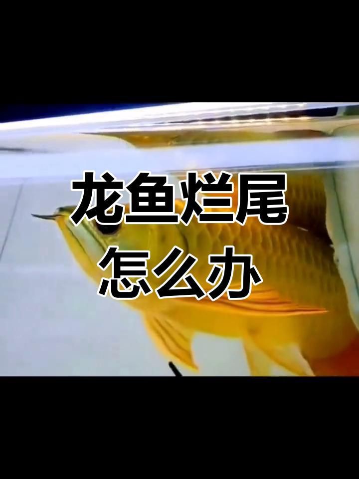 如何預(yù)防龍魚爛尾的發(fā)生？，新手養(yǎng)魚小課堂預(yù)防龍魚爛尾的三大原因及應(yīng)對方法