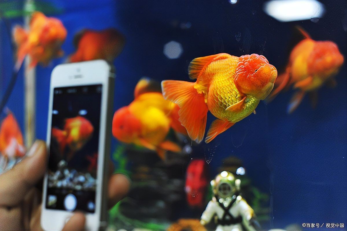 瑪麗泰獅最貴三個(gè)顏色，瑪麗泰獅最貴三個(gè)顏色科技飛揚(yáng)，泰獅中的貴族！ 瑪麗泰獅最貴三個(gè)顏色，瑪麗泰獅最貴三個(gè)顏色科技飛揚(yáng)，泰獅中的貴族！ 龍魚(yú)百科 第4張