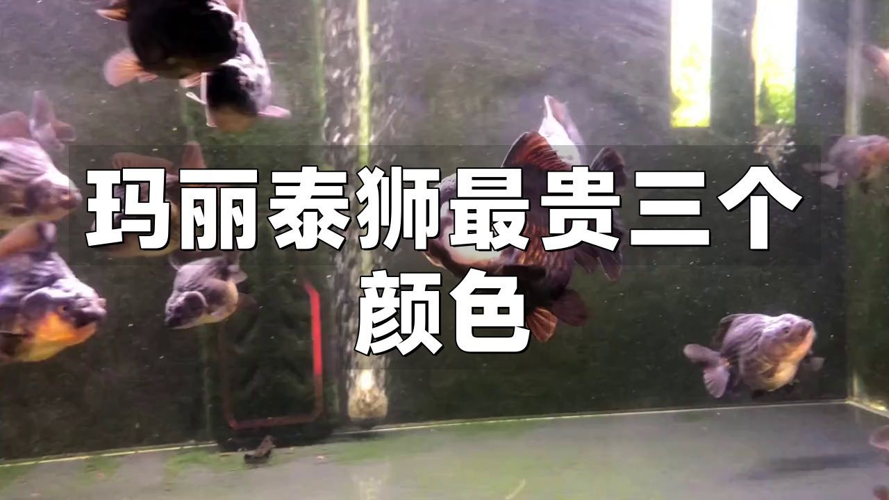 瑪麗泰獅最貴三個(gè)顏色，瑪麗泰獅最貴三個(gè)顏色科技飛揚(yáng)，泰獅中的貴族！ 瑪麗泰獅最貴三個(gè)顏色，瑪麗泰獅最貴三個(gè)顏色科技飛揚(yáng)，泰獅中的貴族！ 龍魚(yú)百科 第2張