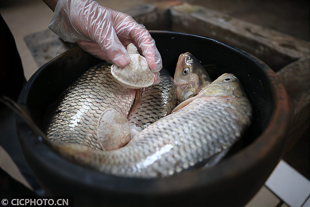 平鄉龍魚店，平鄉龍魚店有哪些特色品種