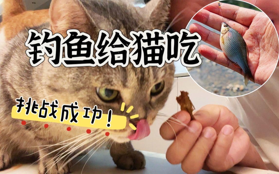 貓糧和買魚哪個更好，《貓糧和買魚哪個更好》貓糧和買魚哪個更好