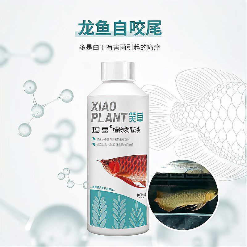 甘南州魚(yú)缸維護(hù)，甘南高原魚(yú)缸養(yǎng)護(hù)全攻略：專業(yè)維護(hù)與生態(tài)平衡之道