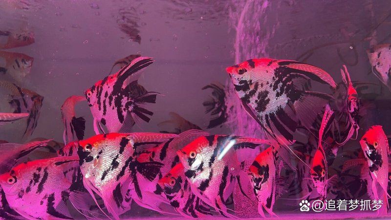 甘南州魚(yú)缸維護(hù)，甘南高原魚(yú)缸養(yǎng)護(hù)全攻略：專業(yè)維護(hù)與生態(tài)平衡之道