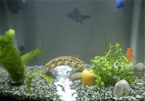 甘南州魚(yú)缸維護(hù)，甘南高原魚(yú)缸養(yǎng)護(hù)全攻略：專業(yè)維護(hù)與生態(tài)平衡之道