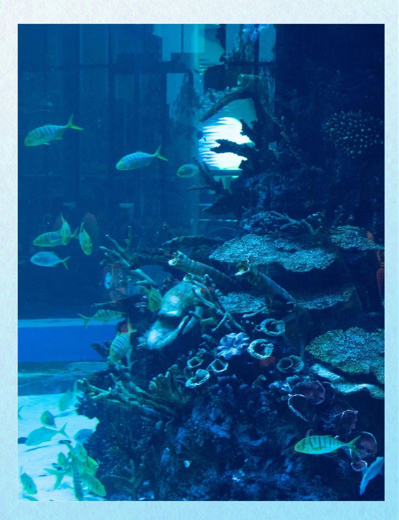 襄樊水族店，襄樊（現襄陽）水族店