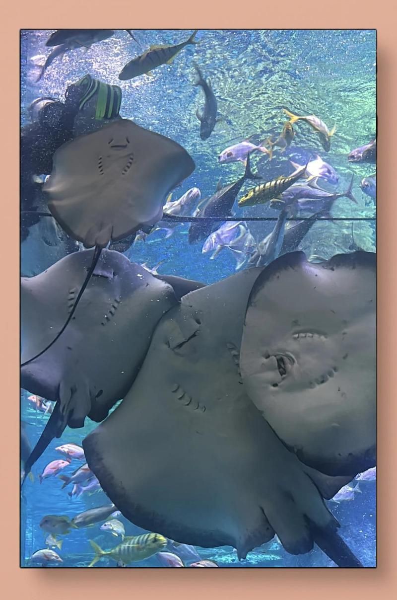 襄樊水族店，襄樊（現襄陽）水族店