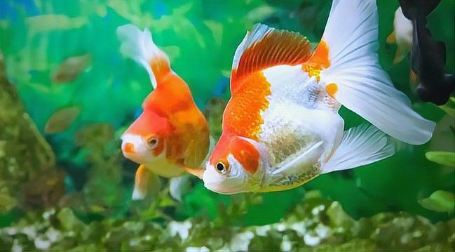 魚缸的正確擺放位置，家居風水魚缸擺放位置 魚缸的正確擺放位置，家居風水魚缸擺放位置 龍魚百科 第5張