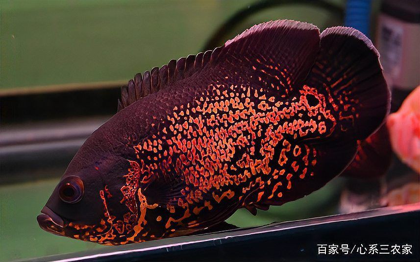 黃山水族店，黃山市屯溪區金海洋水族館