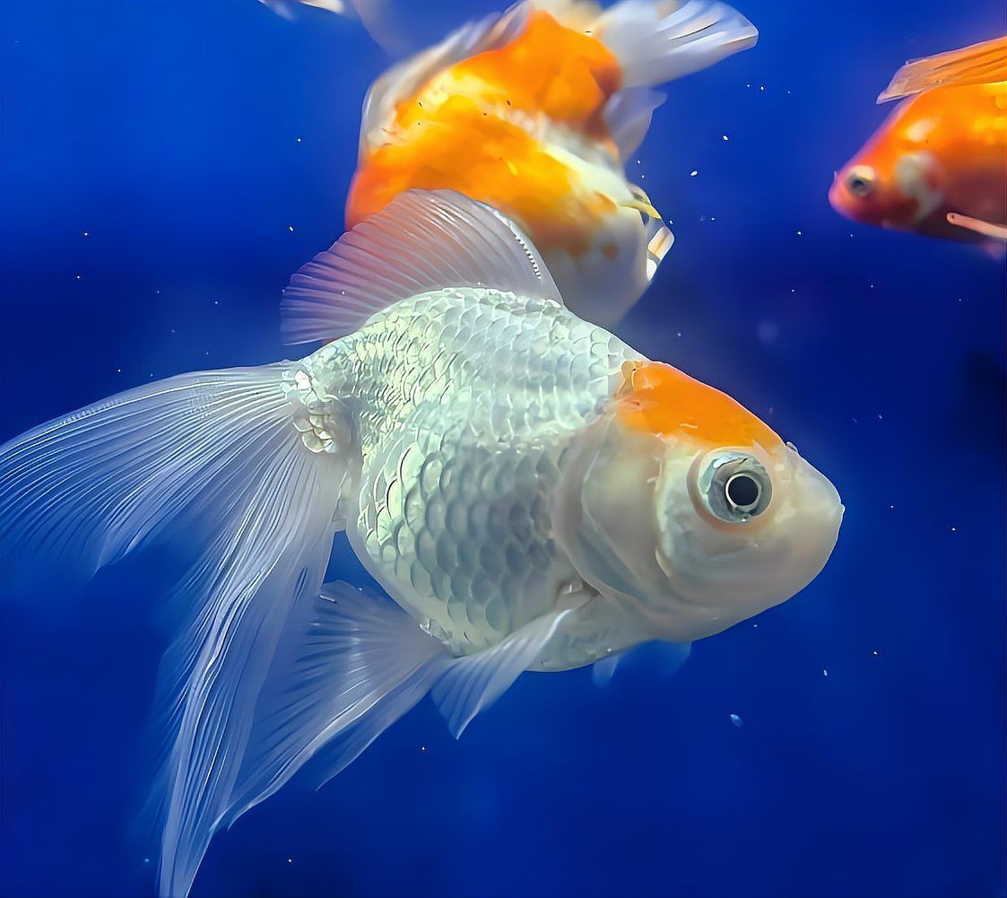 黃山水族店，黃山市屯溪區金海洋水族館