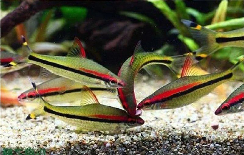 黃山水族店，黃山市屯溪區金海洋水族館