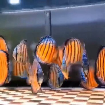 七彩野彩魚價格表，“七彩野彩魚價格表”聚焦于野生七彩神仙魚市場價格體系分析