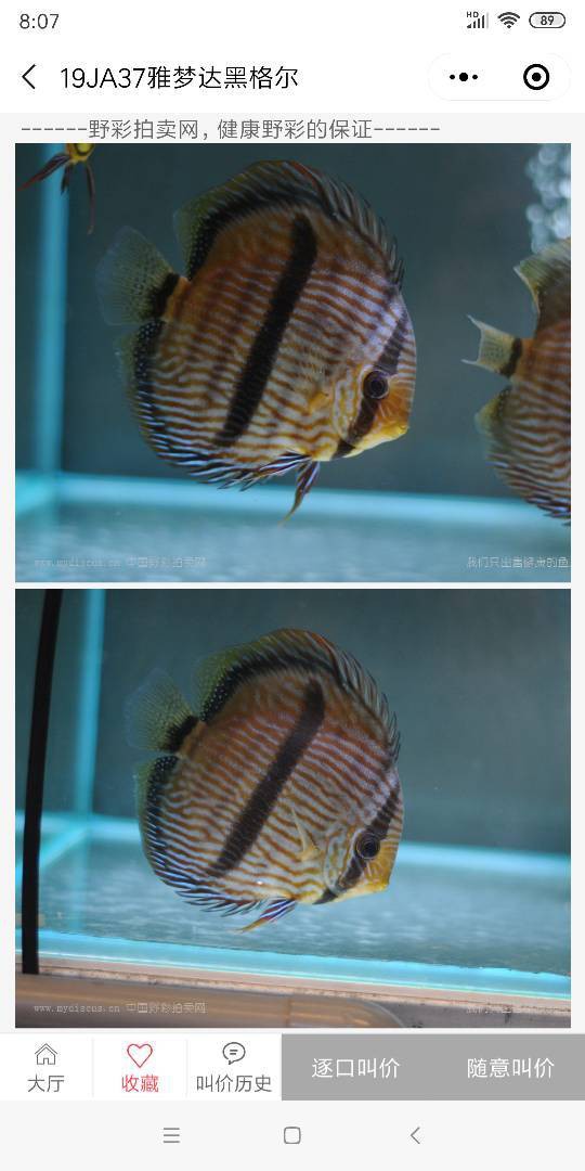 七彩野彩魚價格表，“七彩野彩魚價格表”聚焦于野生七彩神仙魚市場價格體系分析