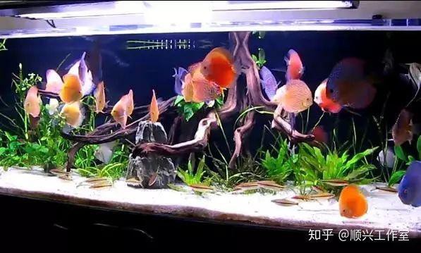 七彩野彩魚價格表，“七彩野彩魚價格表”聚焦于野生七彩神仙魚市場價格體系分析