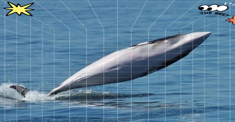 世界上最小的鯨魚，世界上最小的鯨魚加灣鼠海豚的生存哲學：加灣鼠海豚