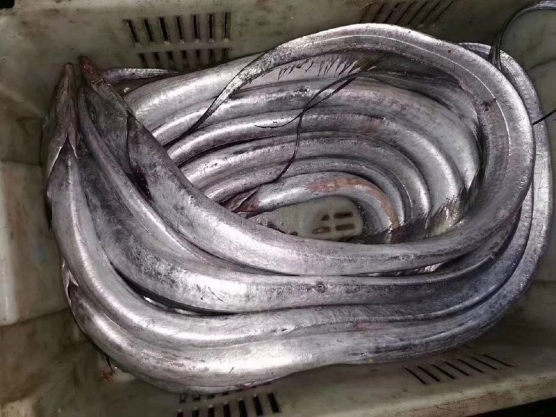 刀魚價格一覽表，2025年8月刀魚價格的綜合分析及區域價格一覽表