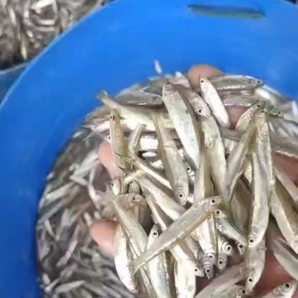 刀魚價格一覽表，2025年8月刀魚價格的綜合分析及區域價格一覽表