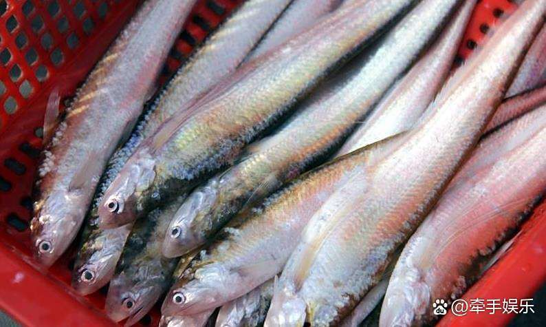 刀魚價格一覽表，2025年8月刀魚價格的綜合分析及區域價格一覽表