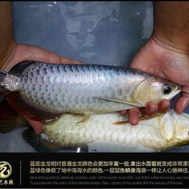 古典藍底金龍魚市場價，古典藍底過背金龍魚多少錢一條