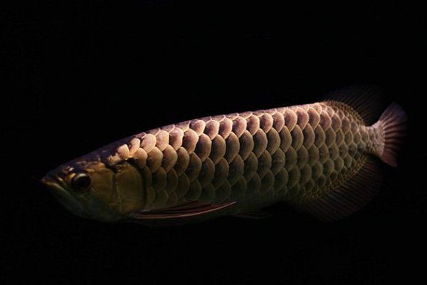 古典藍底金龍魚市場價，古典藍底過背金龍魚多少錢一條