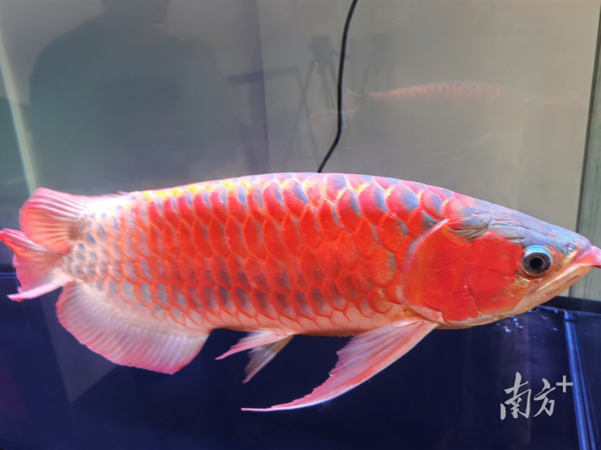 中國最貴的龍魚排名，東南亞熱帶觀賞魚系列3:500元可買入金龍魚