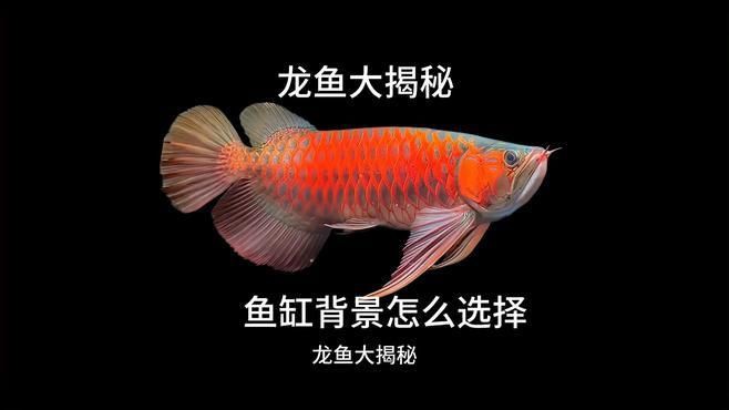 紅龍魚什么底色最好，養紅龍魚缸底色選黑還是白發色快慢大揭秘心旅光影