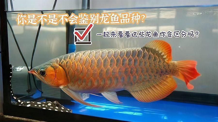 紅背金龍魚品種鑒別，《紅背金龍魚品種鑒別》 紅背金龍魚品種鑒別，《紅背金龍魚品種鑒別》 龍魚百科 第3張