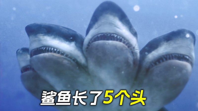 世界上真的有五頭鯊嗎，《世界上真的有五頭鯊嗎》五大鯊魚充滿的神秘與未知