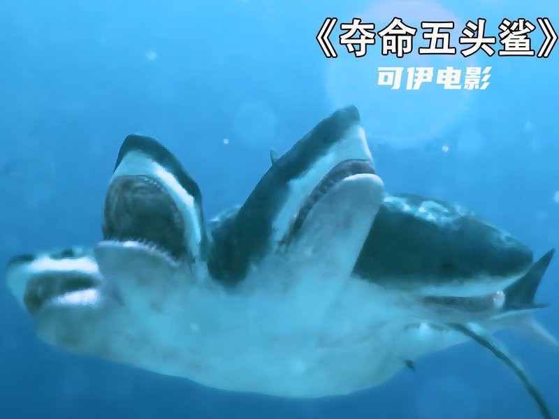 世界上真的有五頭鯊嗎，《世界上真的有五頭鯊嗎》五大鯊魚充滿的神秘與未知 世界上真的有五頭鯊嗎，《世界上真的有五頭鯊嗎》五大鯊魚充滿的神秘與未知 龍魚論壇 第11張