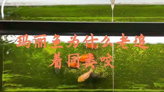 瑪麗魚為啥老咬其他魚，瑪麗魚為什么老咬其他魚音瀾老師瑪麗魚會打架嗎
