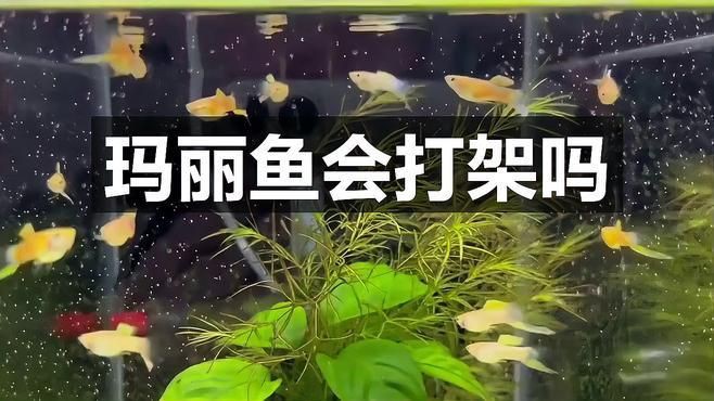 瑪麗魚為啥老咬其他魚，瑪麗魚為什么老咬其他魚音瀾老師瑪麗魚會打架嗎